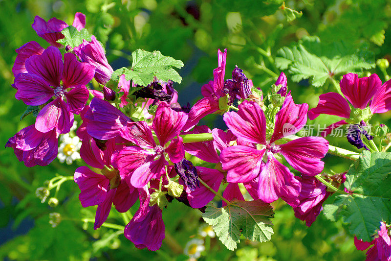 通常是Mallow / Malva Mauritiana / Malva Sylvestris